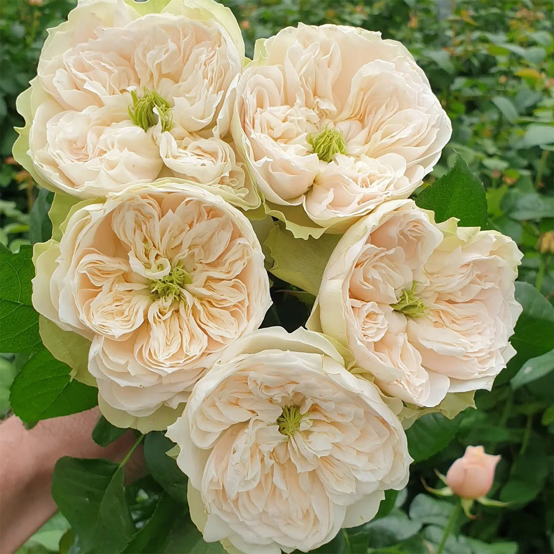 Dutch Florist Shrub Rose Inspired by Whitby Abbey
