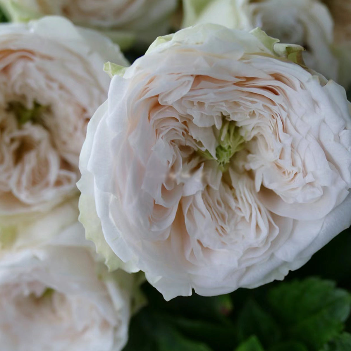 Dutch Florist Shrub Rose Inspired by Whitby Abbey