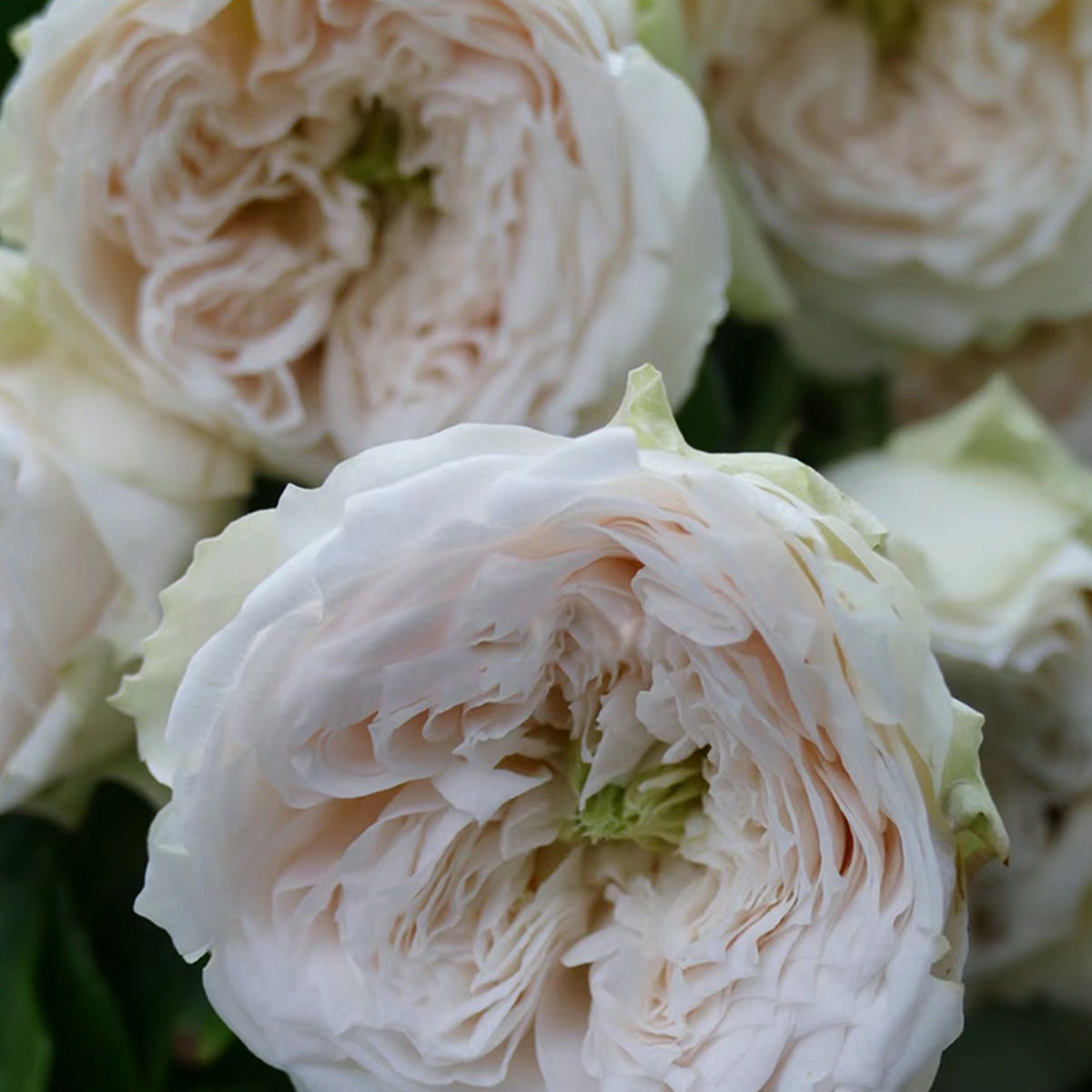 Dutch Florist Shrub Rose Inspired by Whitby Abbey