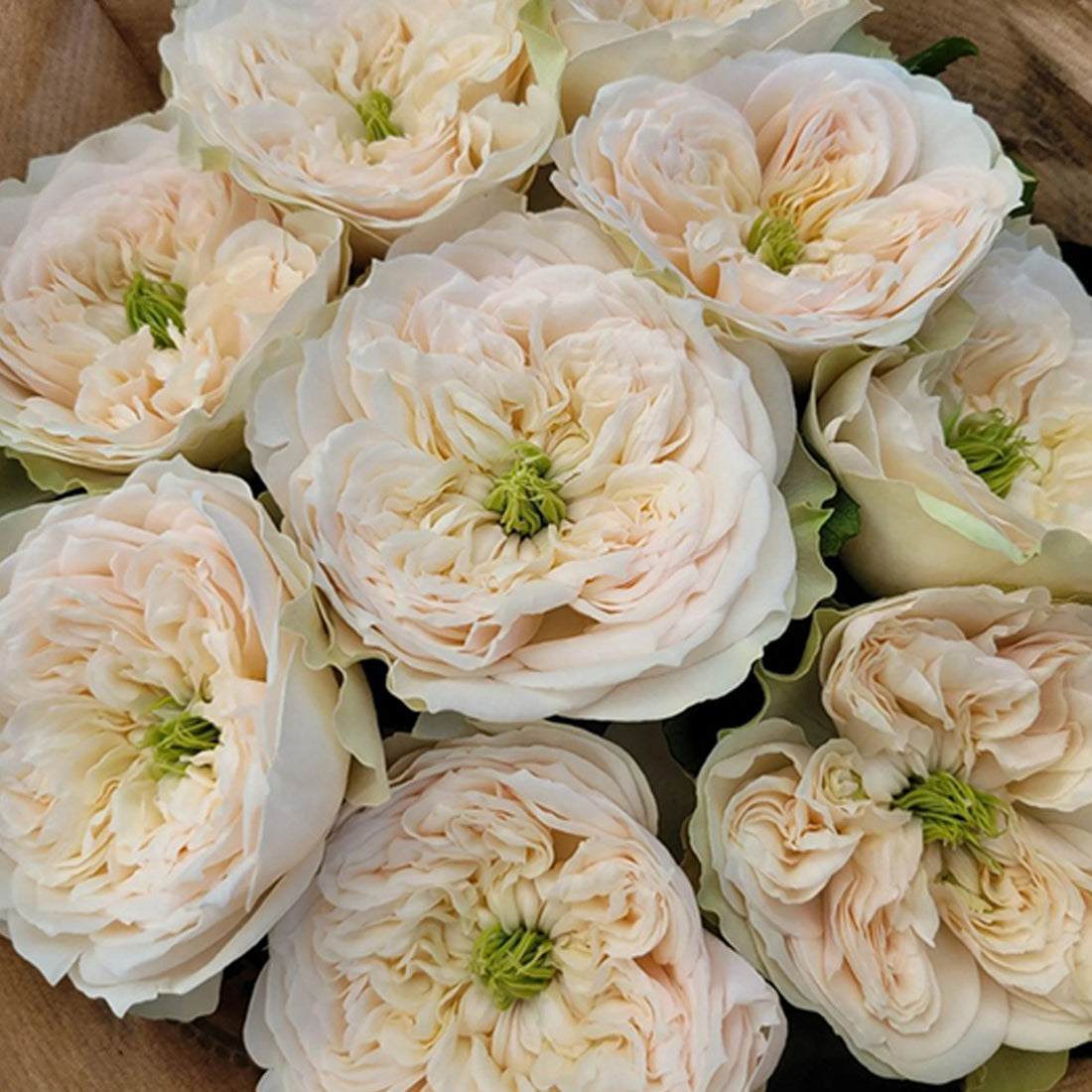Dutch Florist Shrub Rose Inspired by Whitby Abbey