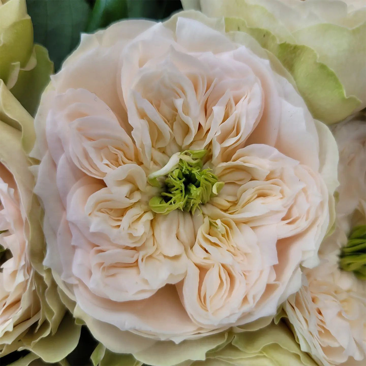 Dutch Florist Shrub Rose Inspired by Whitby Abbey