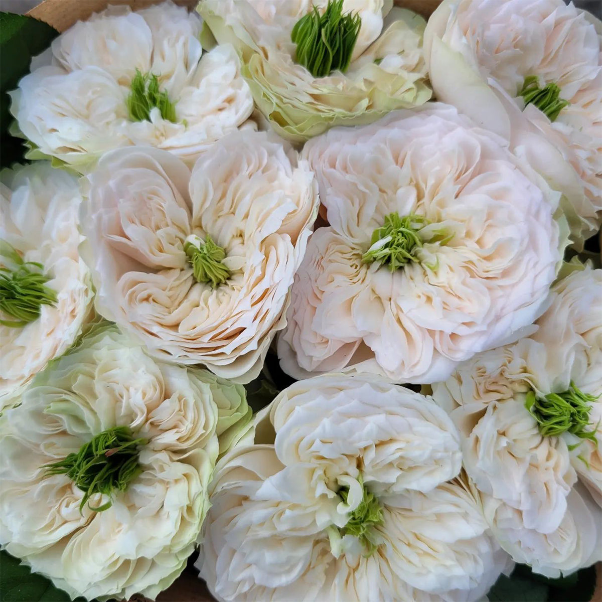 Dutch Florist Shrub Rose Inspired by Whitby Abbey