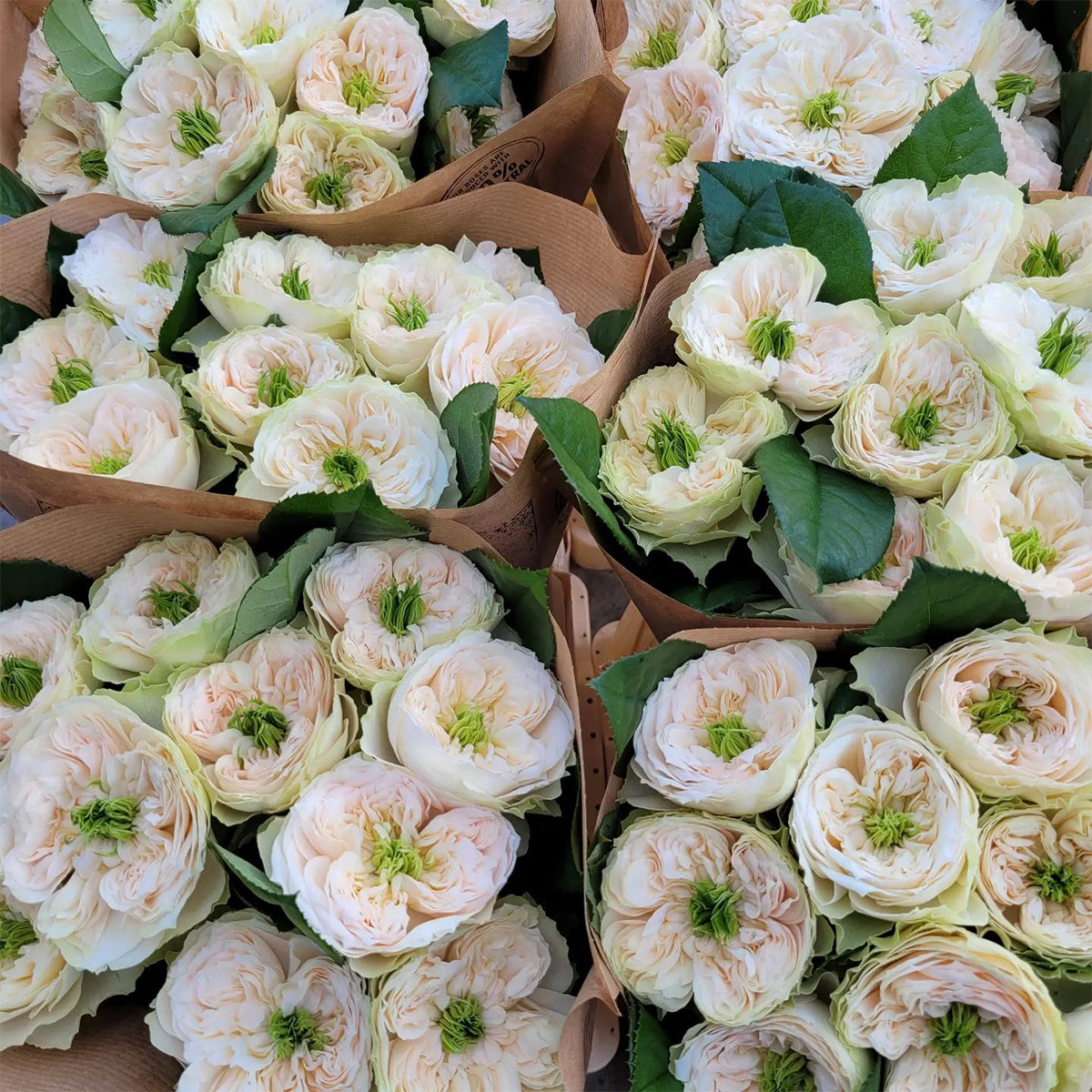 Dutch Florist Shrub Rose Inspired by Whitby Abbey