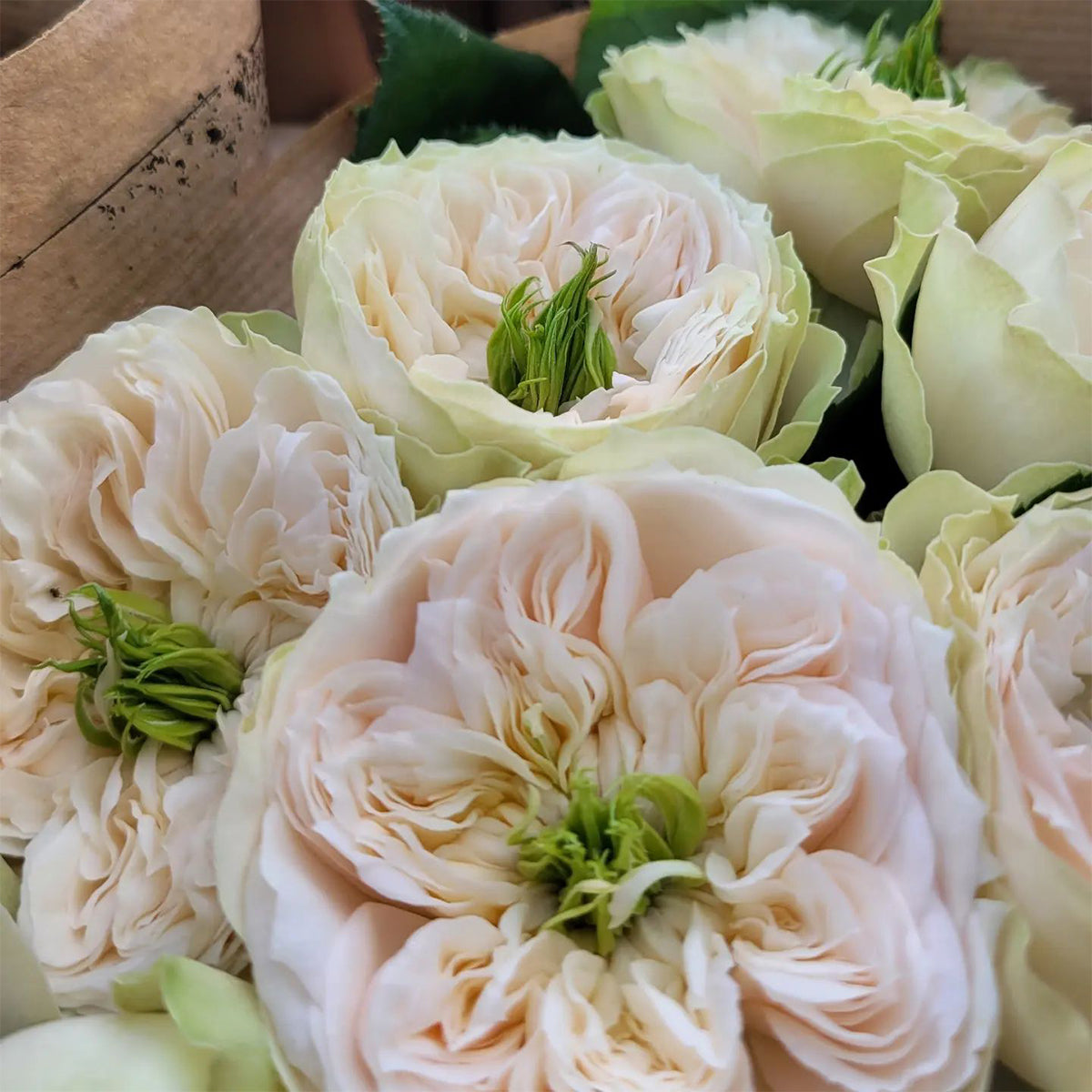 Dutch Florist Shrub Rose Inspired by Whitby Abbey