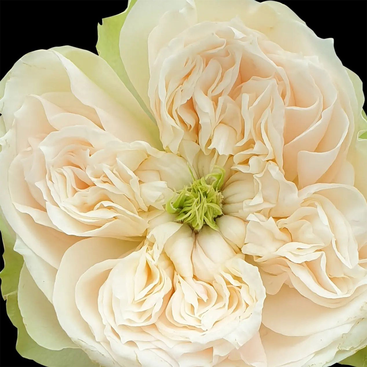 Dutch Florist Shrub Rose Inspired by Whitby Abbey