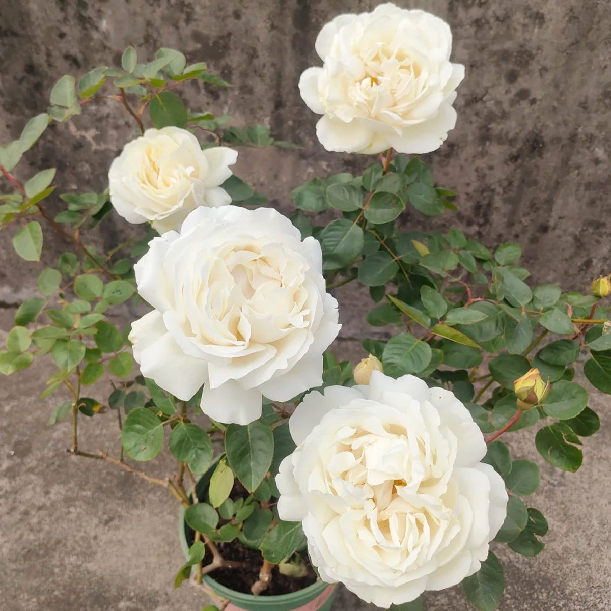 White Master Piaget Japanese Garden Shrub Rose