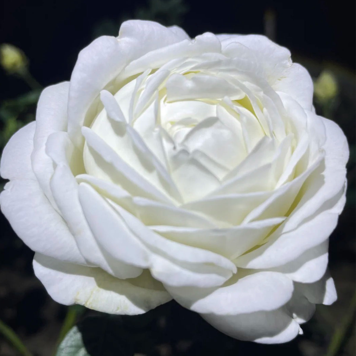 White Master Piaget Japanese Garden Shrub Rose