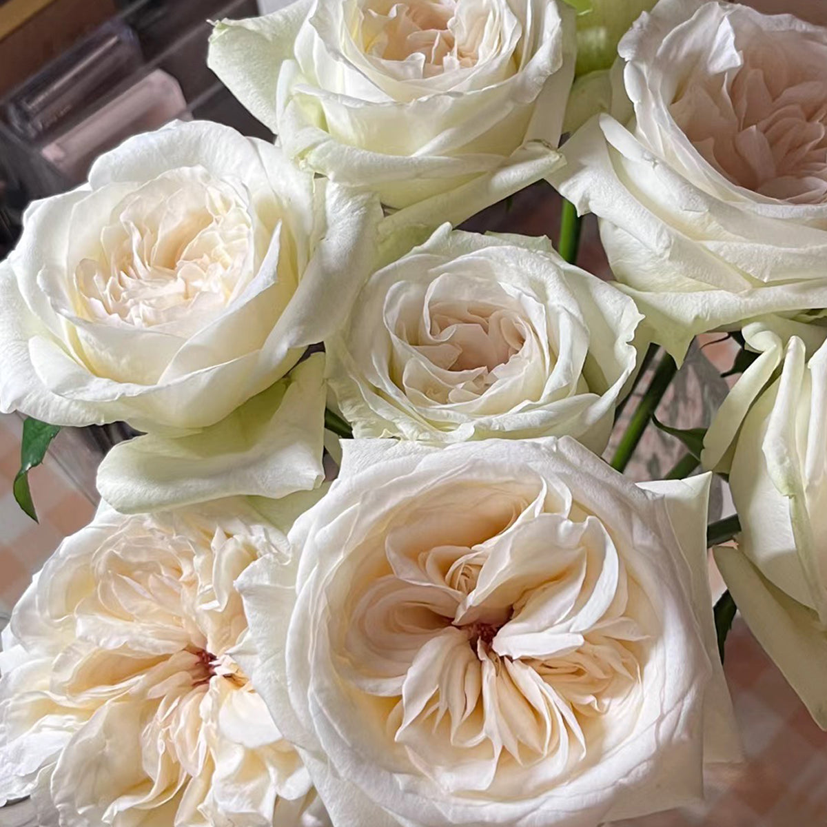French Florist Shrub Rose Inspired by White O&