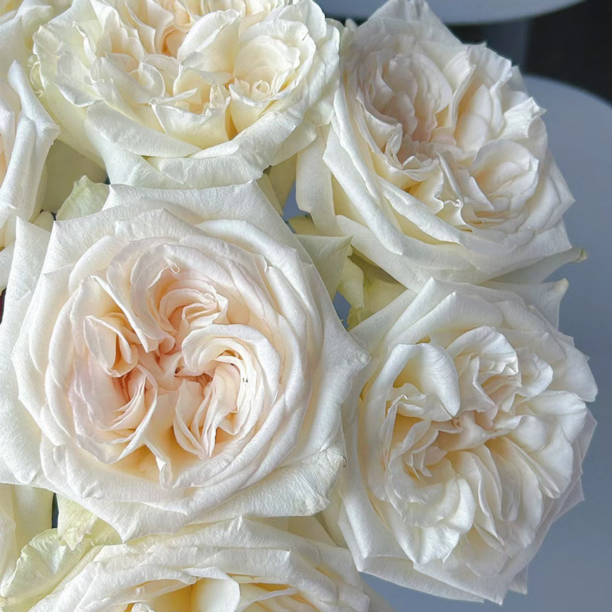 French Florist Shrub Rose Inspired by White O&