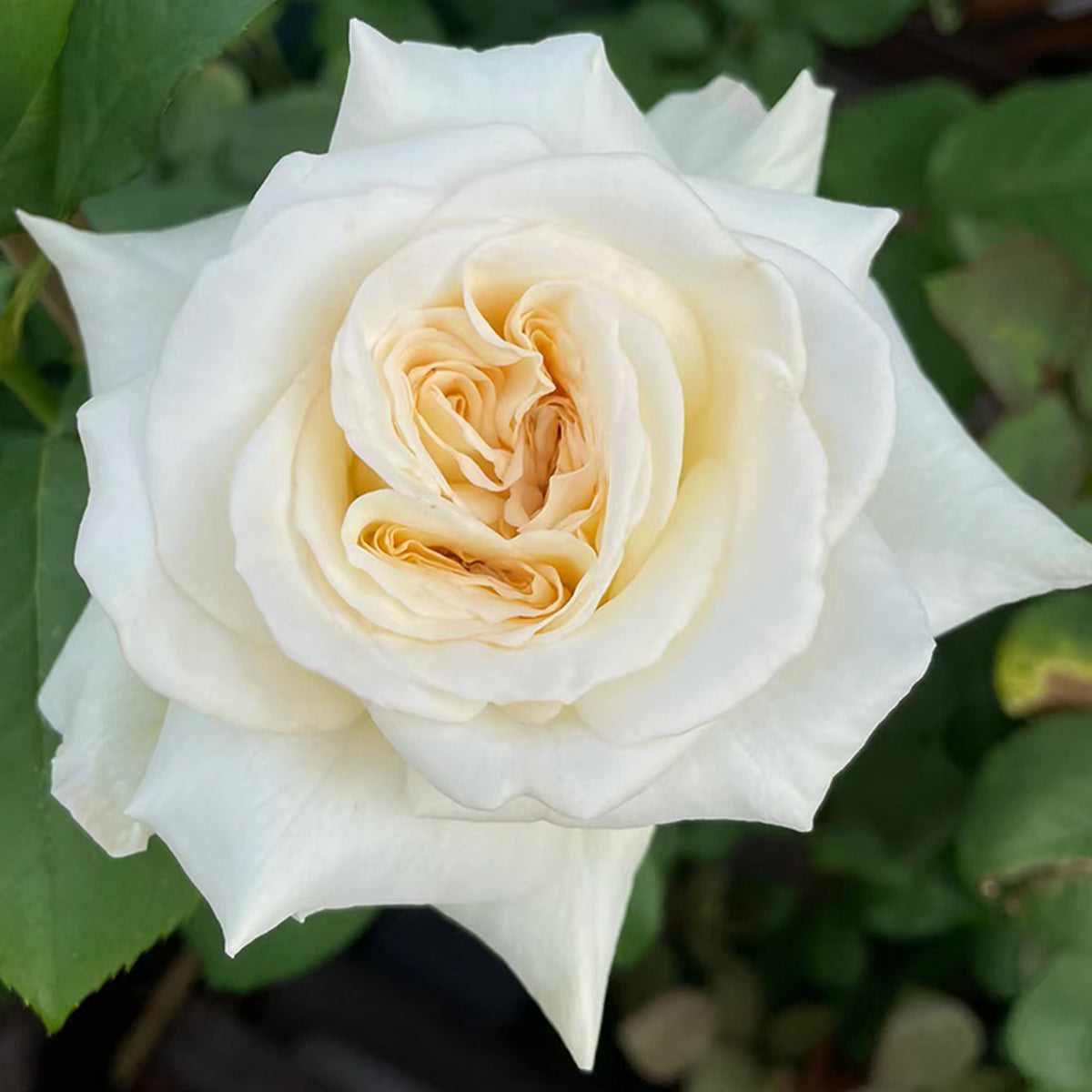 French Florist Shrub Rose Inspired by White O&