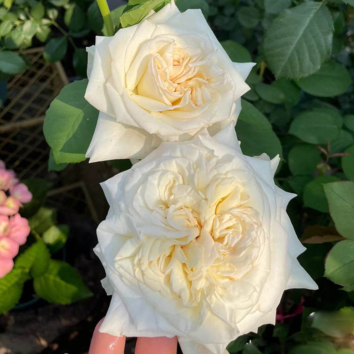 French Florist Shrub Rose Inspired by White O&