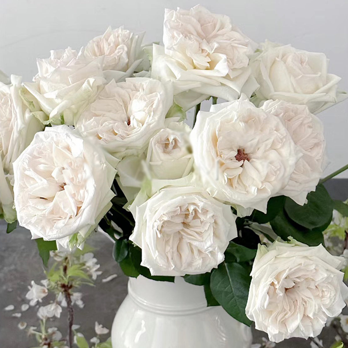 French Florist Shrub Rose Inspired by White O&