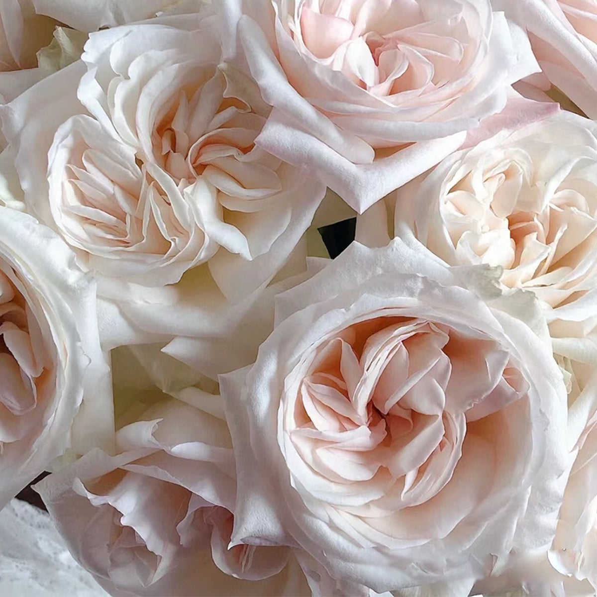 French Florist Shrub Rose Inspired by White O&