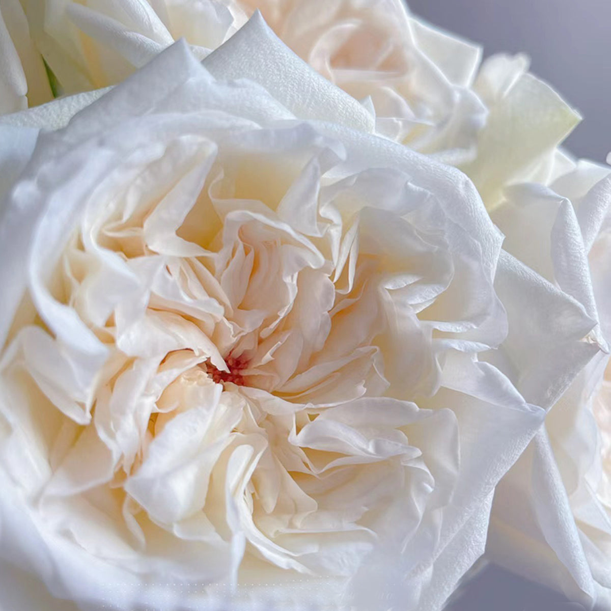French Florist Shrub Rose Inspired by White O&