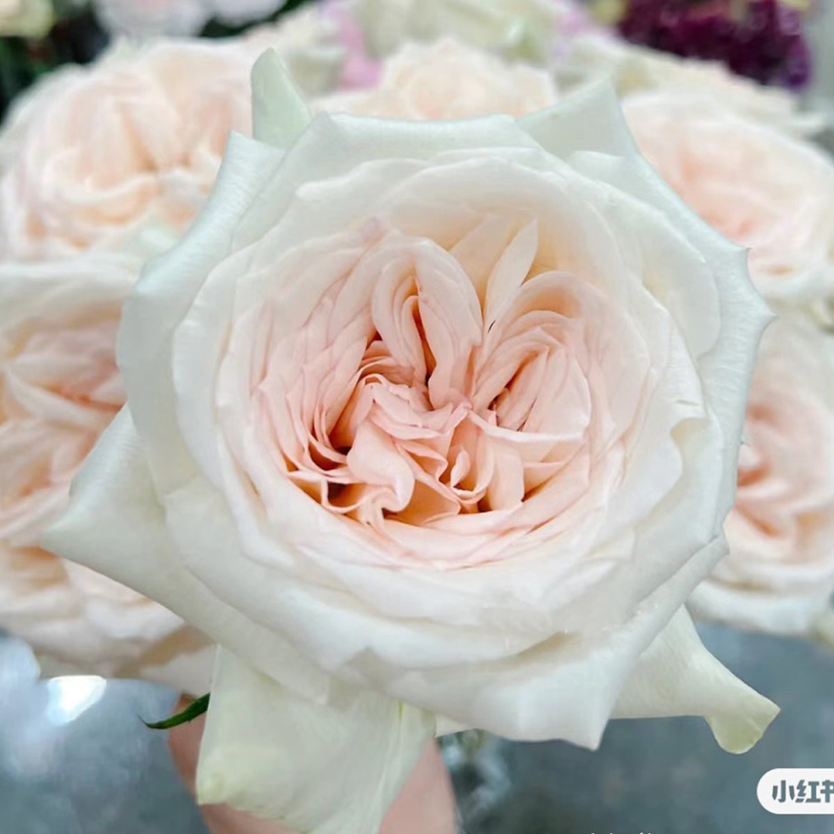 French Florist Shrub Rose Inspired by White O&