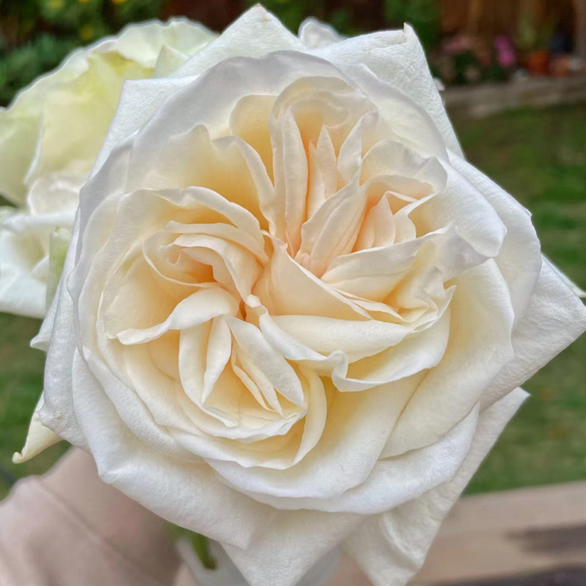 French Florist Shrub Rose Inspired by White O&
