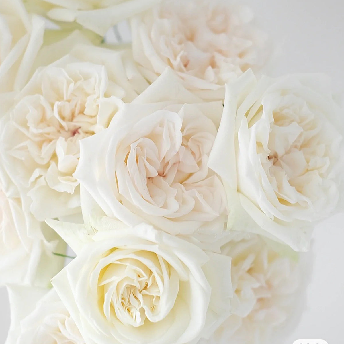 French Florist Shrub Rose Inspired by White O&