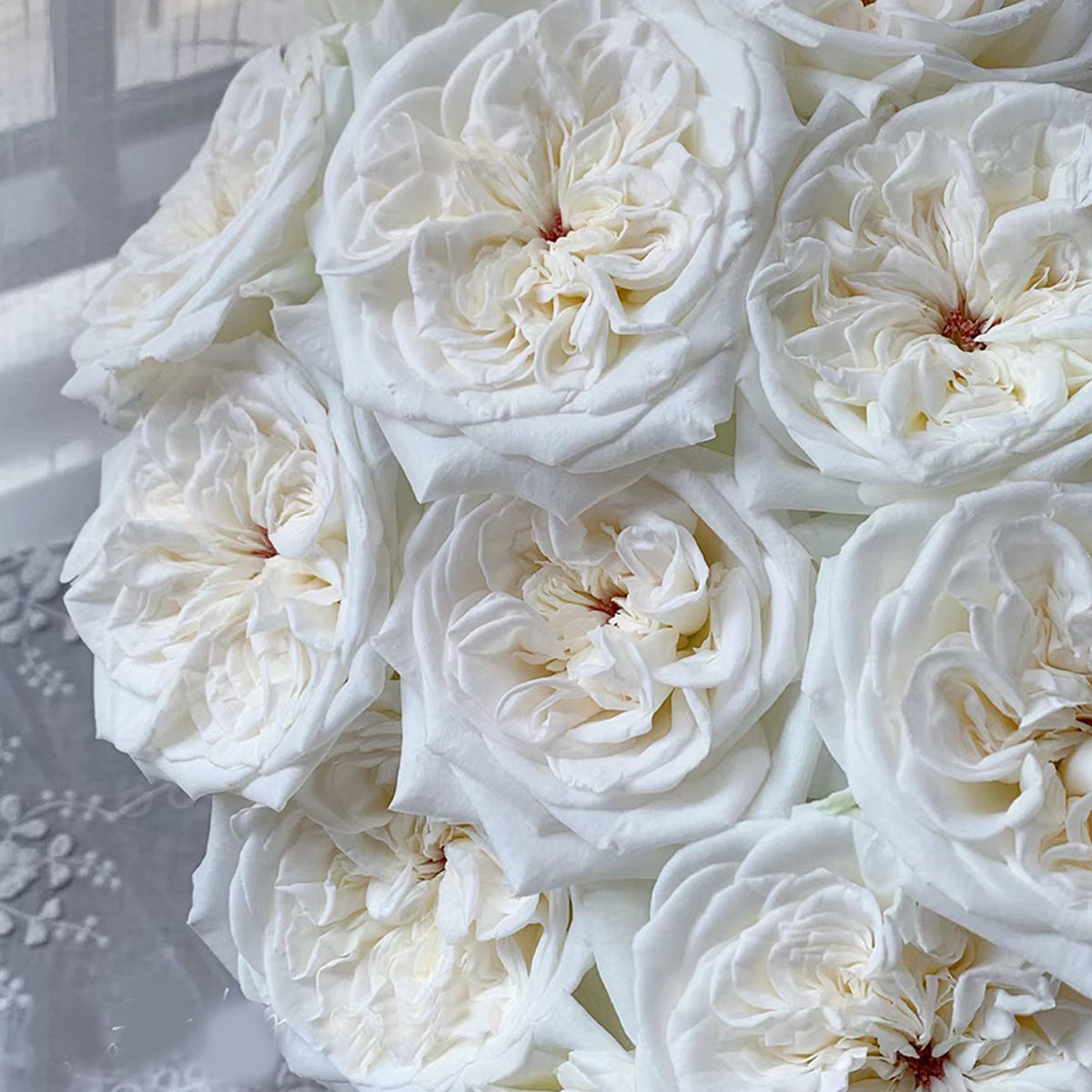 French Florist Shrub Rose Inspired by White O&