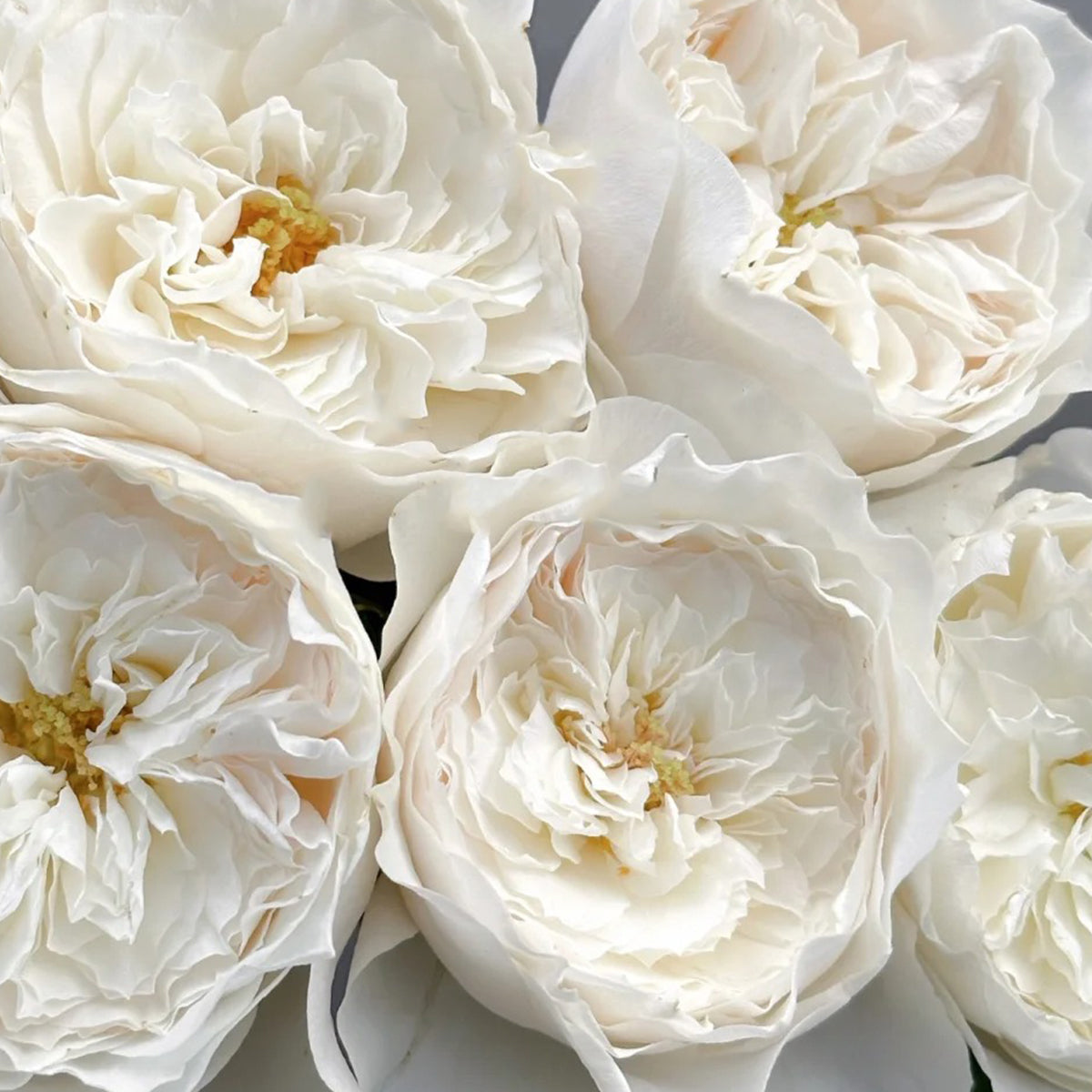 White Cloud German Florist Shrub Rose