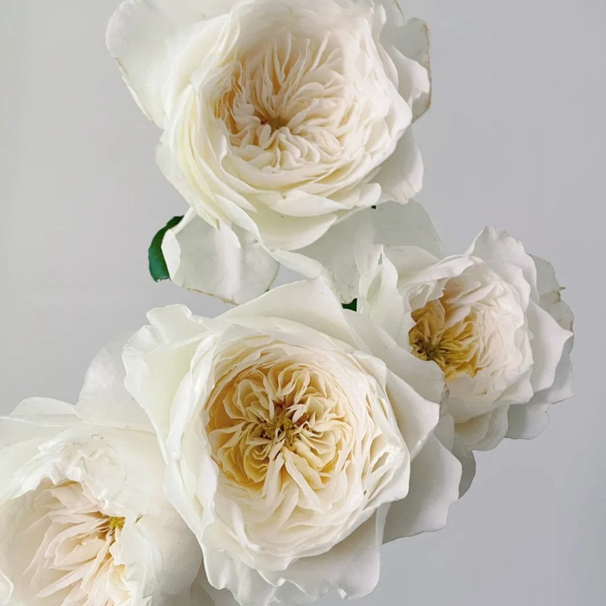 White Cloud German Florist Shrub Rose