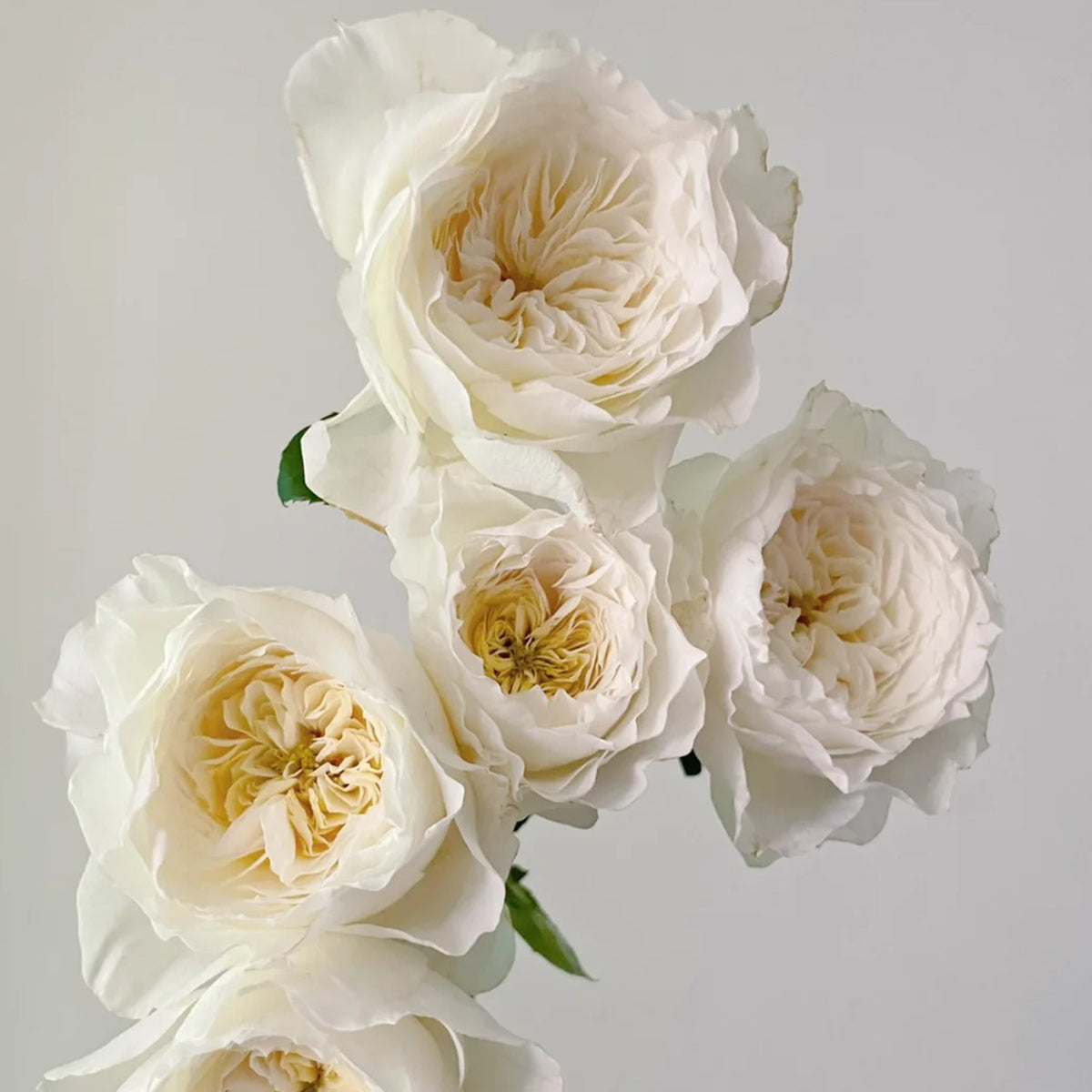 White Cloud German Florist Shrub Rose