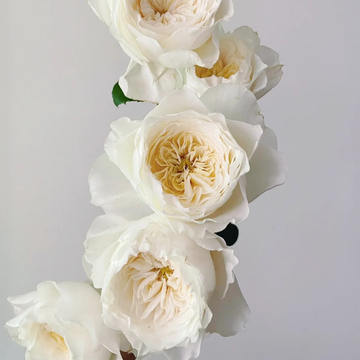 White Cloud German Florist Shrub Rose