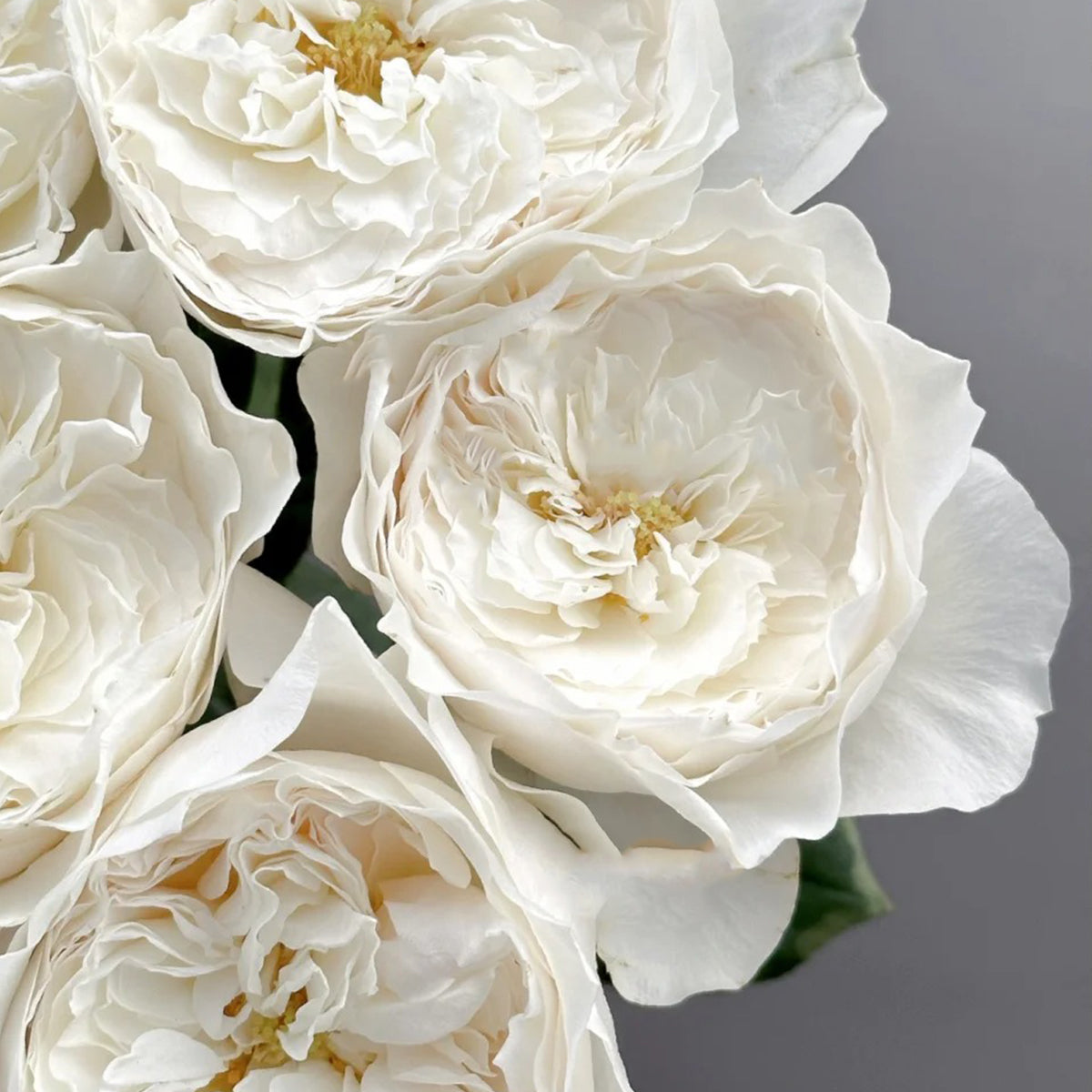 White Cloud German Florist Shrub Rose