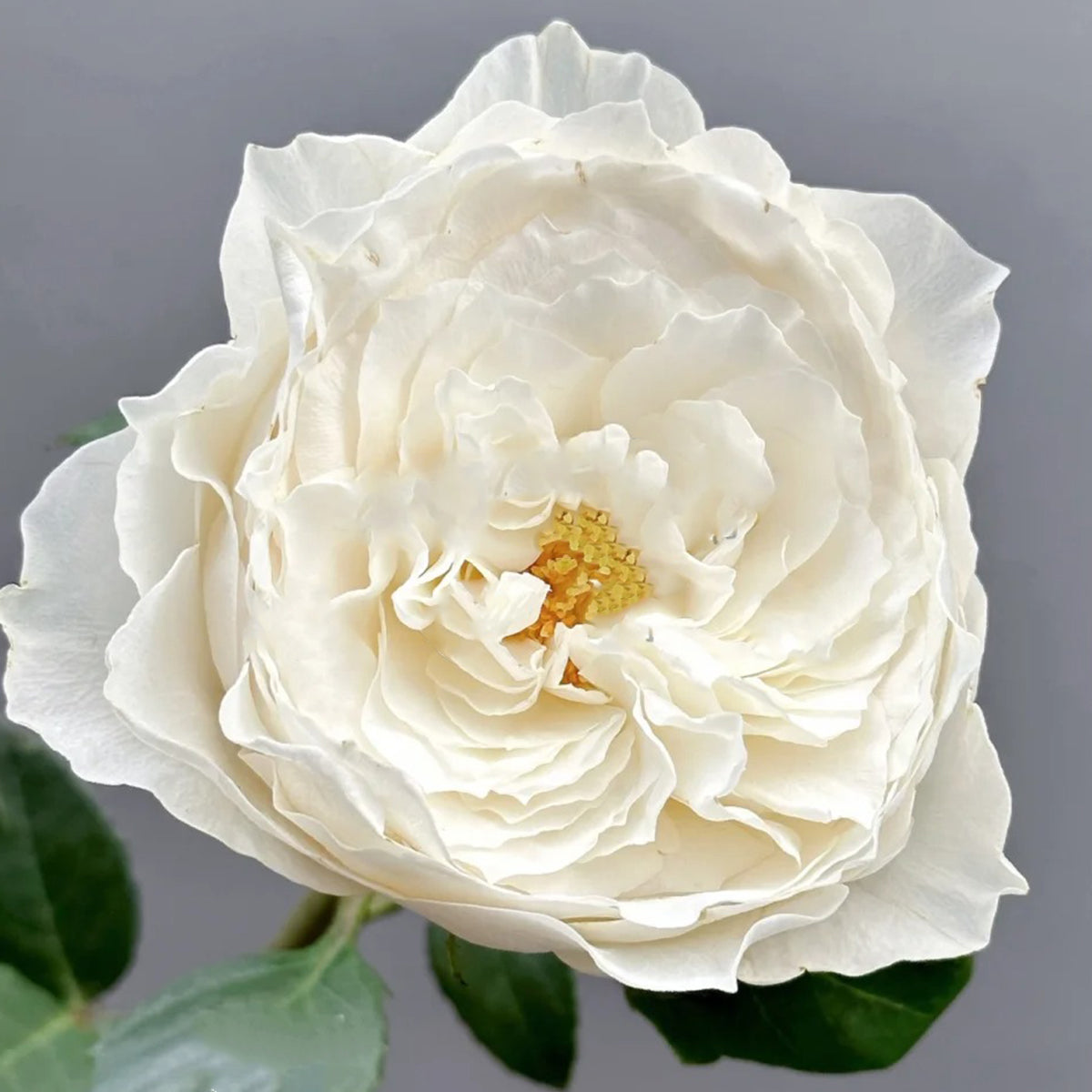 White Cloud German Florist Shrub Rose