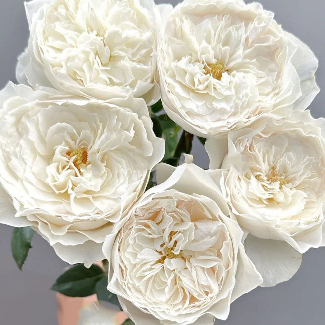 White Cloud German Florist Shrub Rose