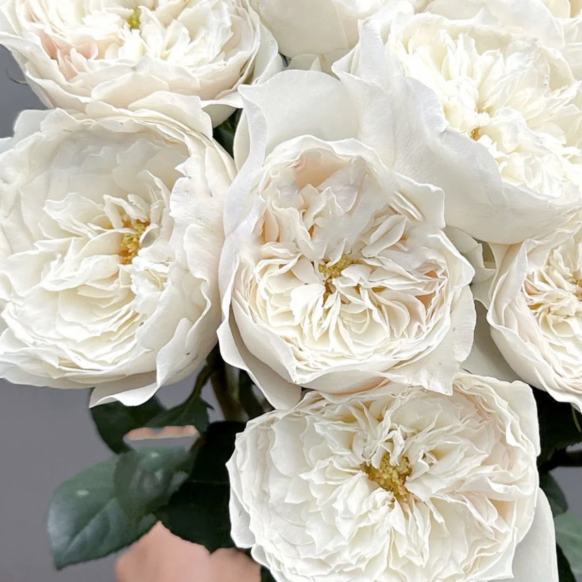 White Cloud German Florist Shrub Rose