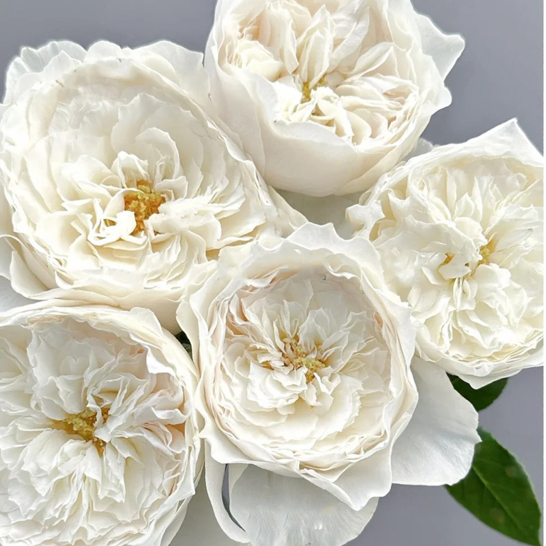 White Cloud German Florist Shrub Rose