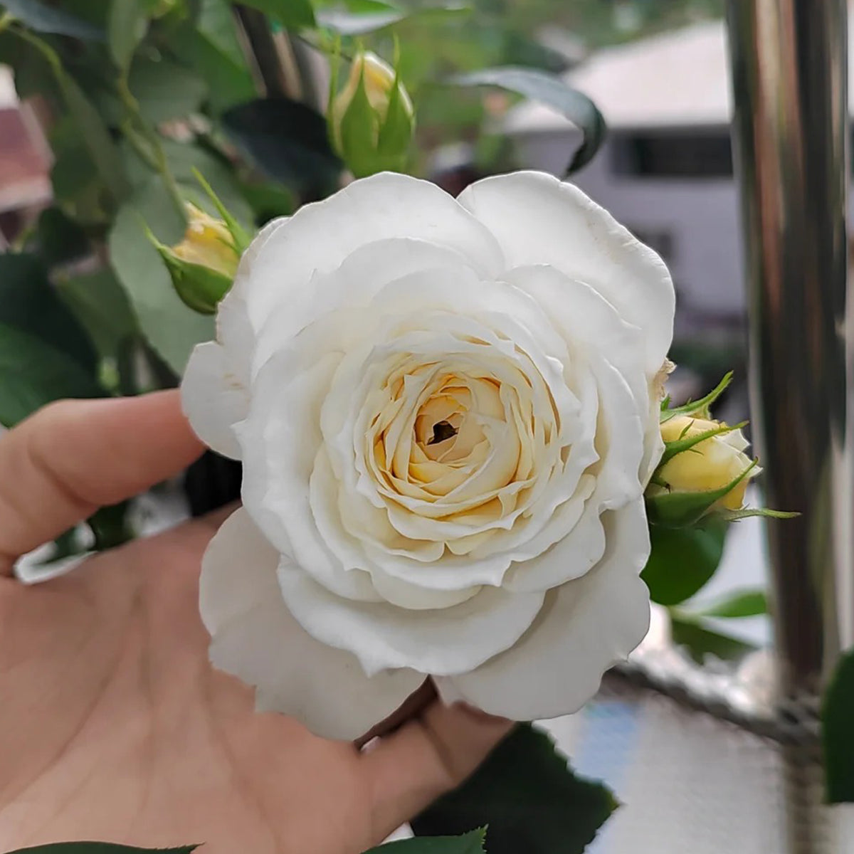 White Cloud German Florist Shrub Rose