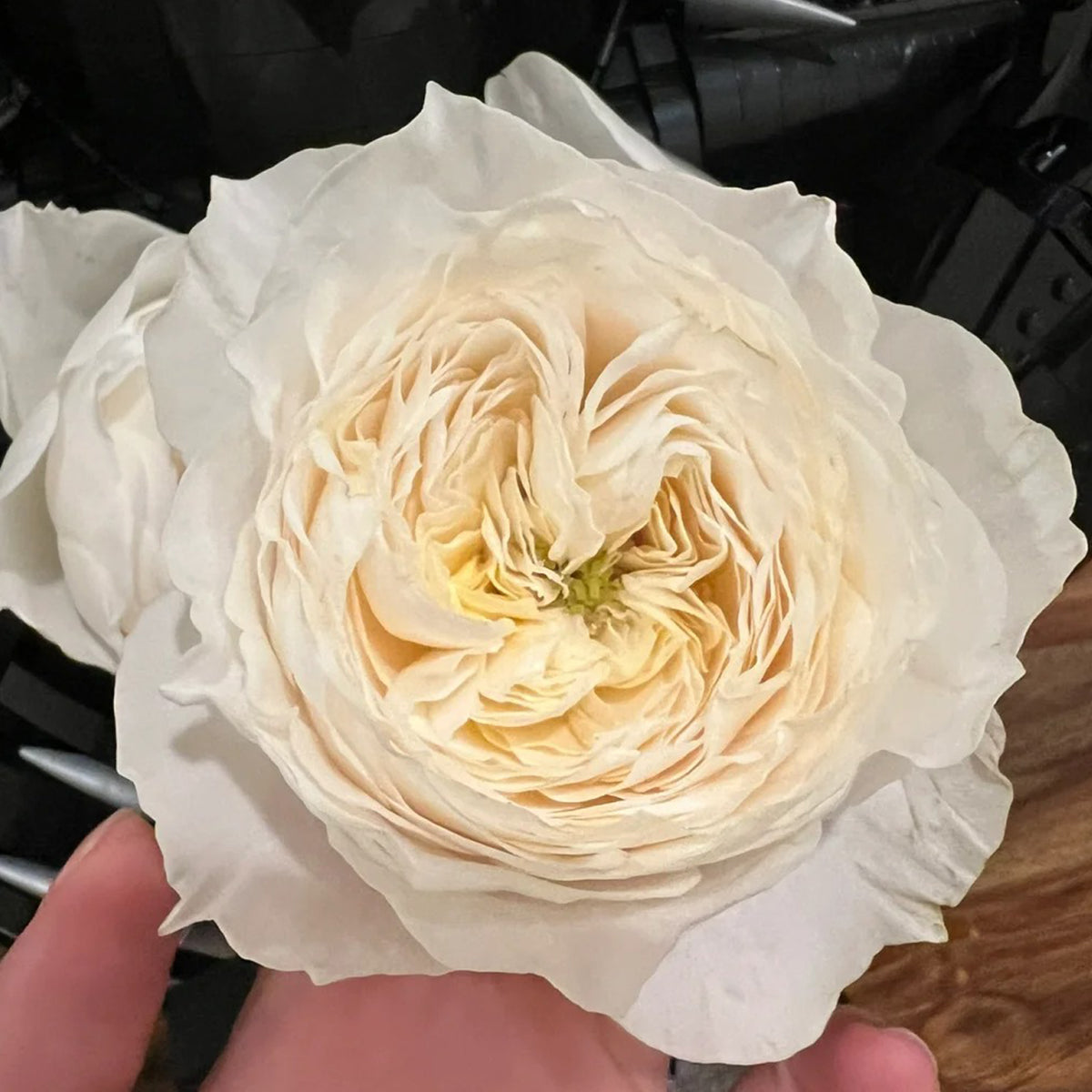 White Cloud German Florist Shrub Rose