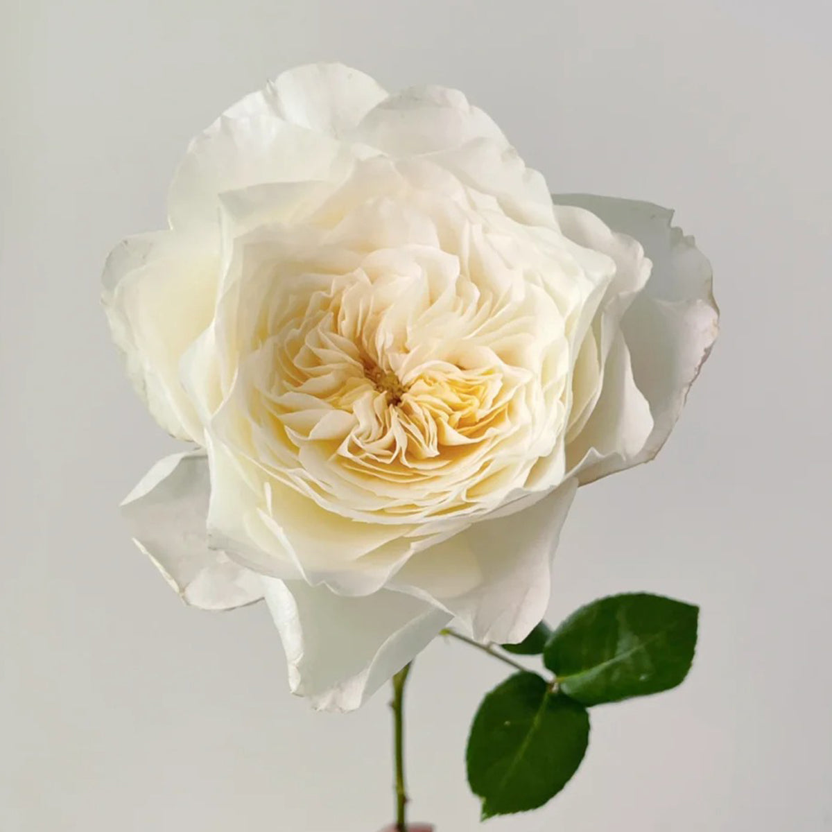 White Cloud German Florist Shrub Rose