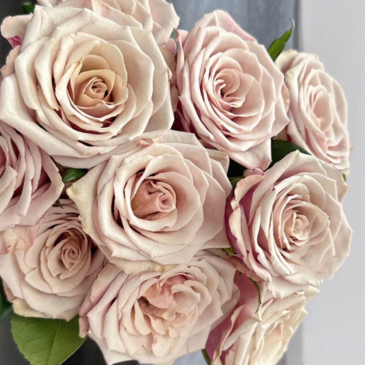 Wild Moss Dutch Florist Hybrid Tea Rose