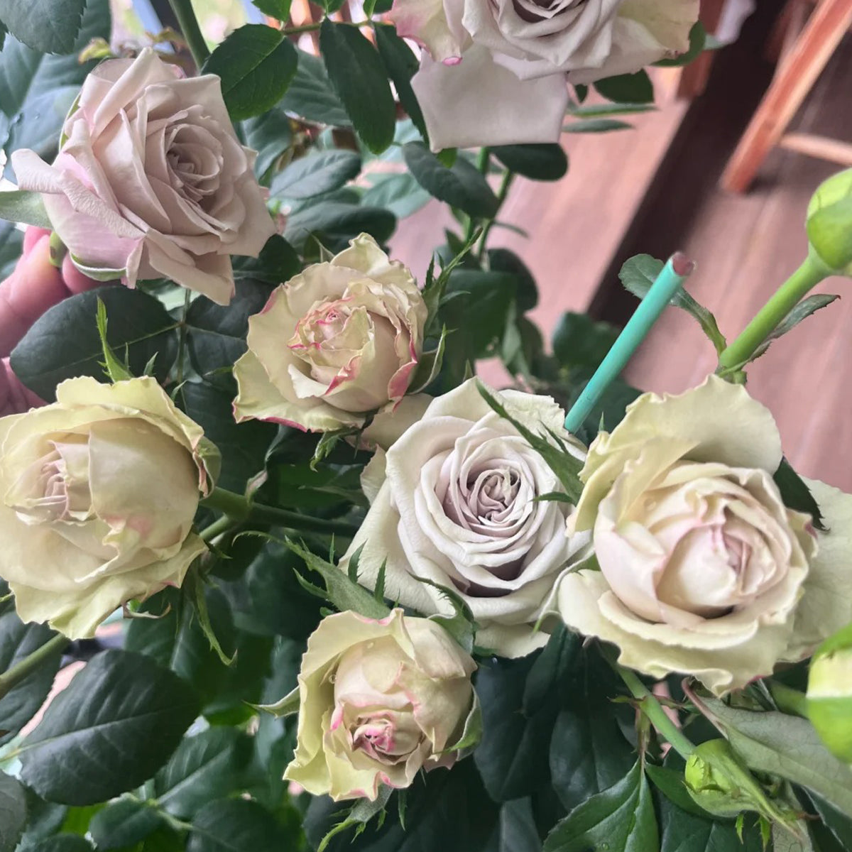 Wild Moss Dutch Florist Hybrid Tea Rose