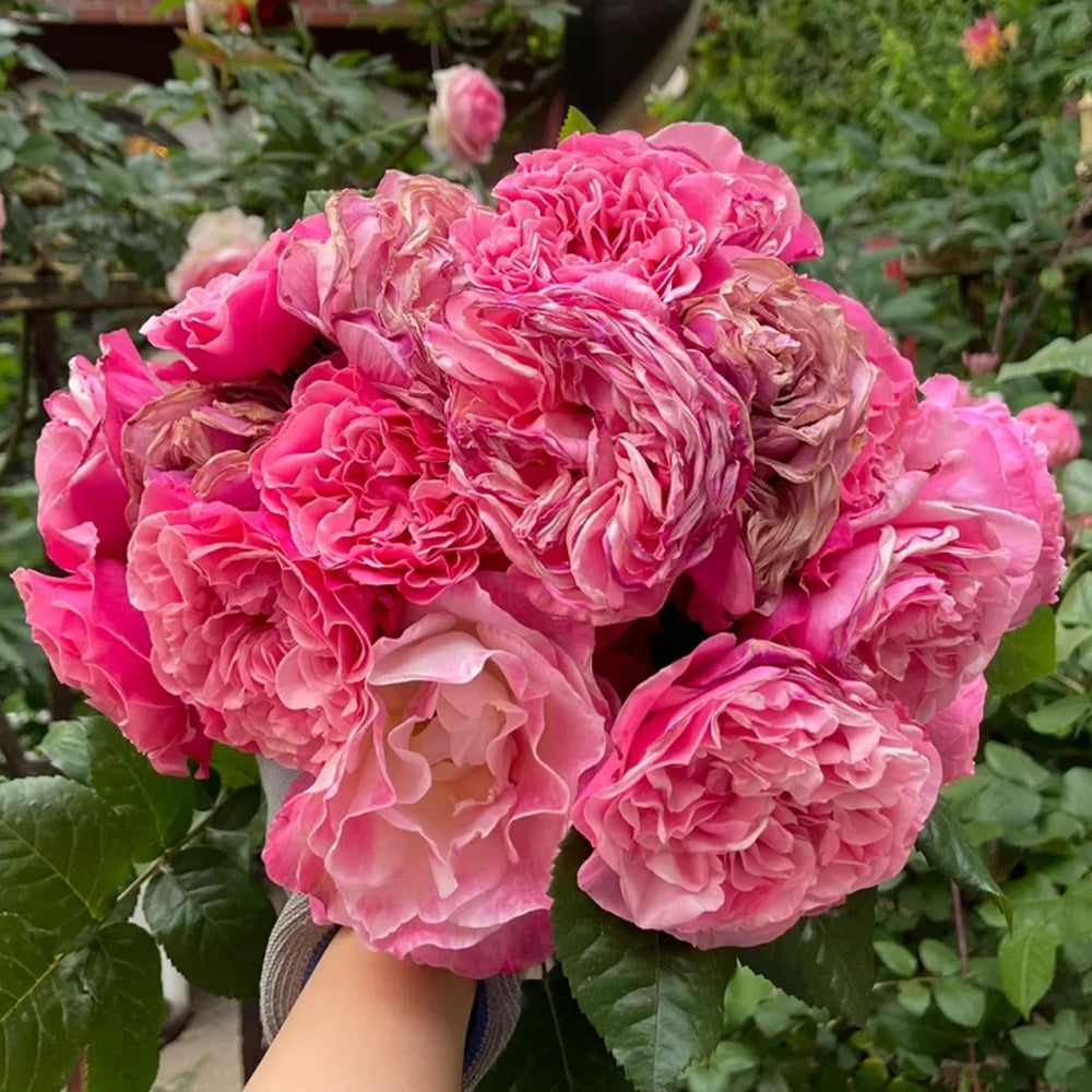German Florist Shrub Rose Inspired by Wildberry