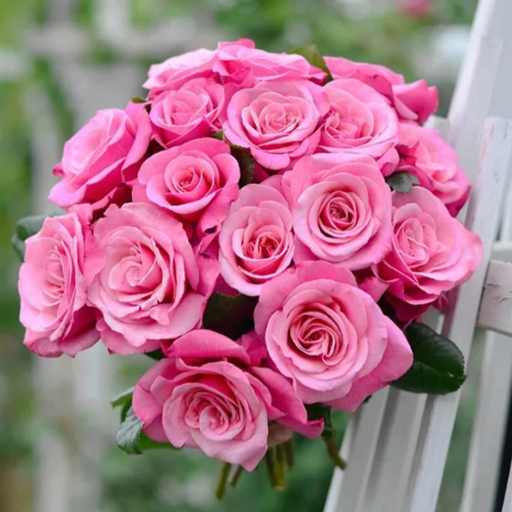 German Florist Shrub Rose Inspired by Wildberry