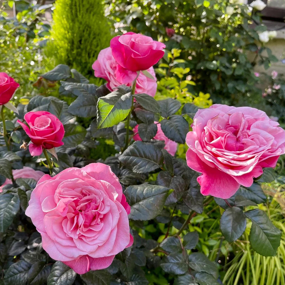 German Florist Shrub Rose Inspired by Wildberry