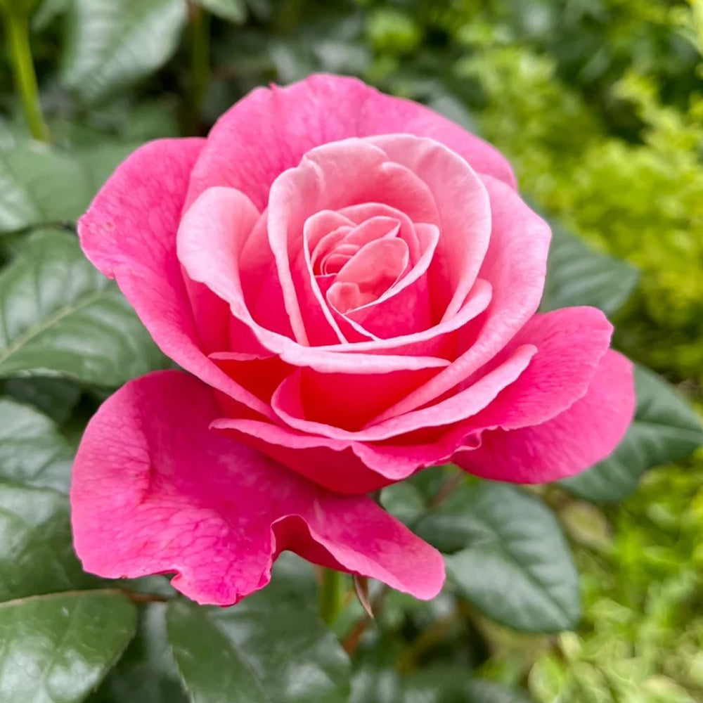 German Florist Shrub Rose Inspired by Wildberry
