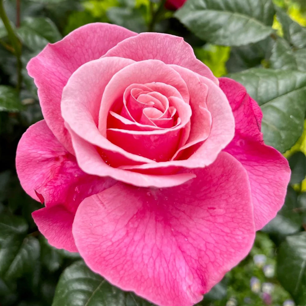 German Florist Shrub Rose Inspired by Wildberry