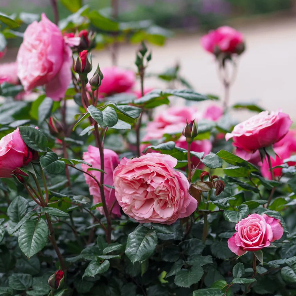 German Florist Shrub Rose Inspired by Wildberry