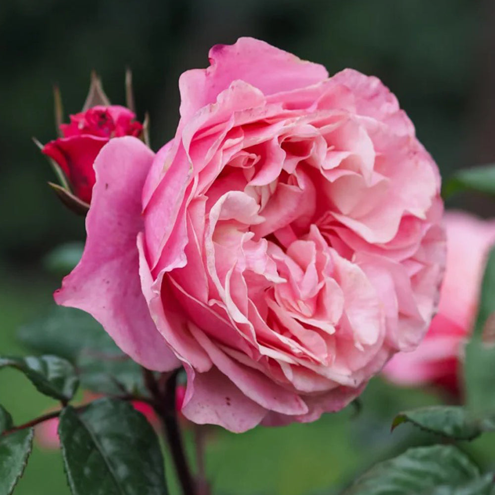 German Florist Shrub Rose Inspired by Wildberry