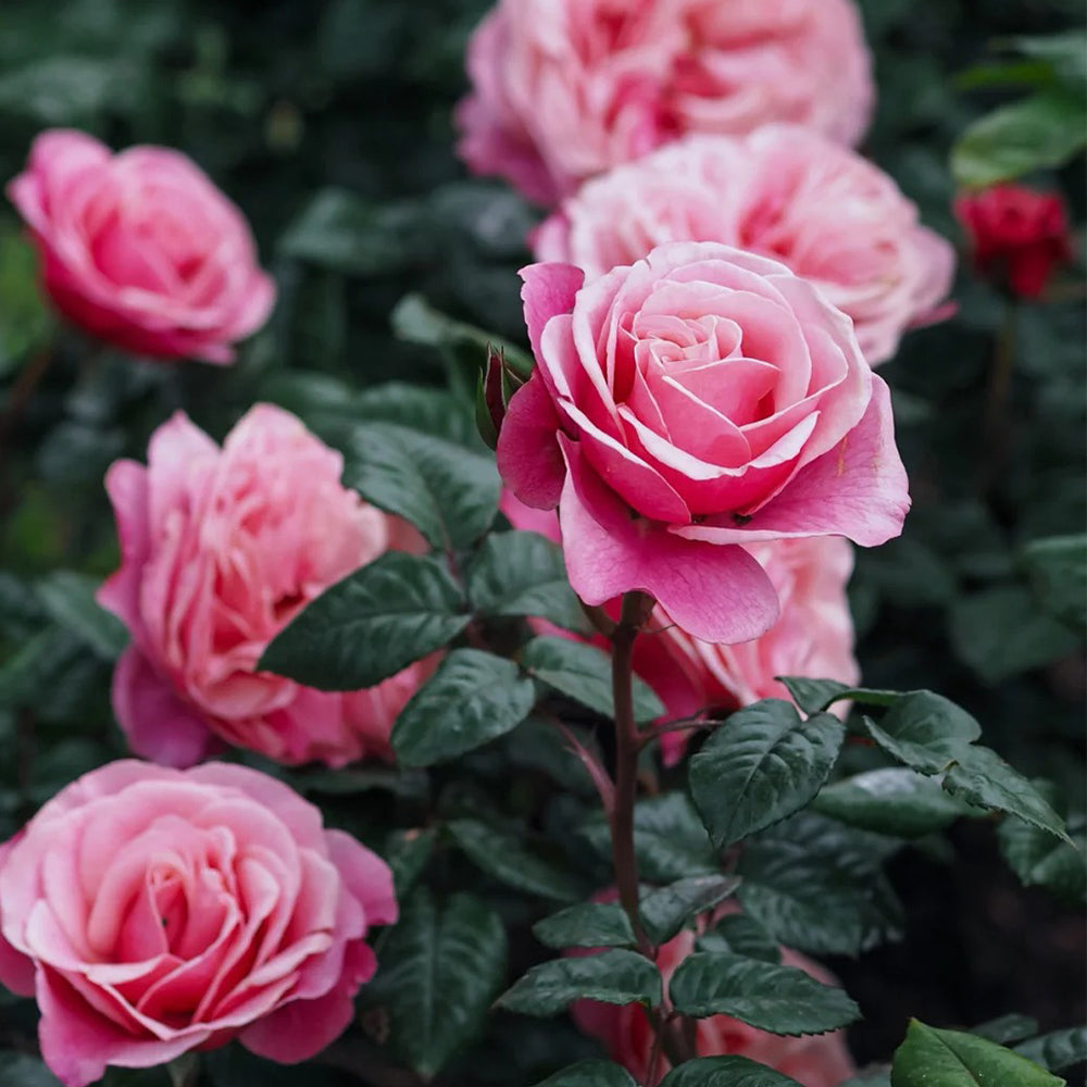 German Florist Shrub Rose Inspired by Wildberry