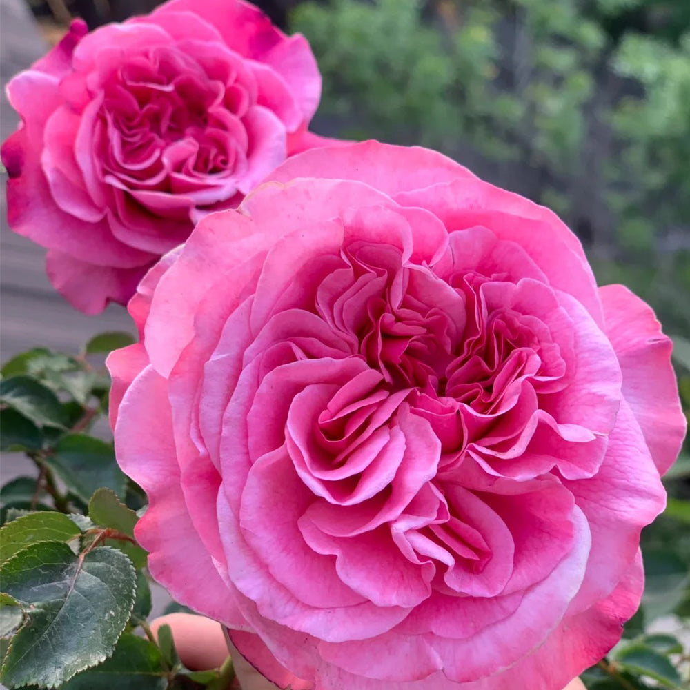 German Florist Shrub Rose Inspired by Wildberry