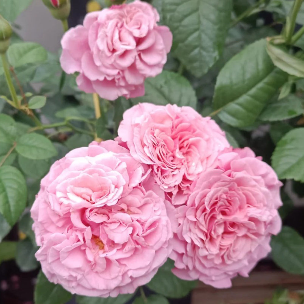 German Florist Shrub Rose Inspired by Wildberry