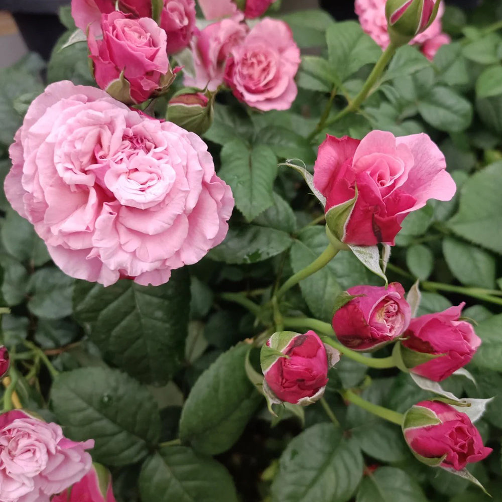 German Florist Shrub Rose Inspired by Wildberry