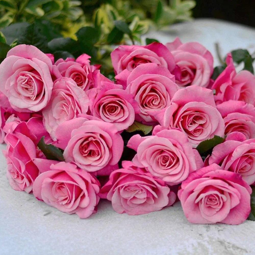 German Florist Shrub Rose Inspired by Wildberry