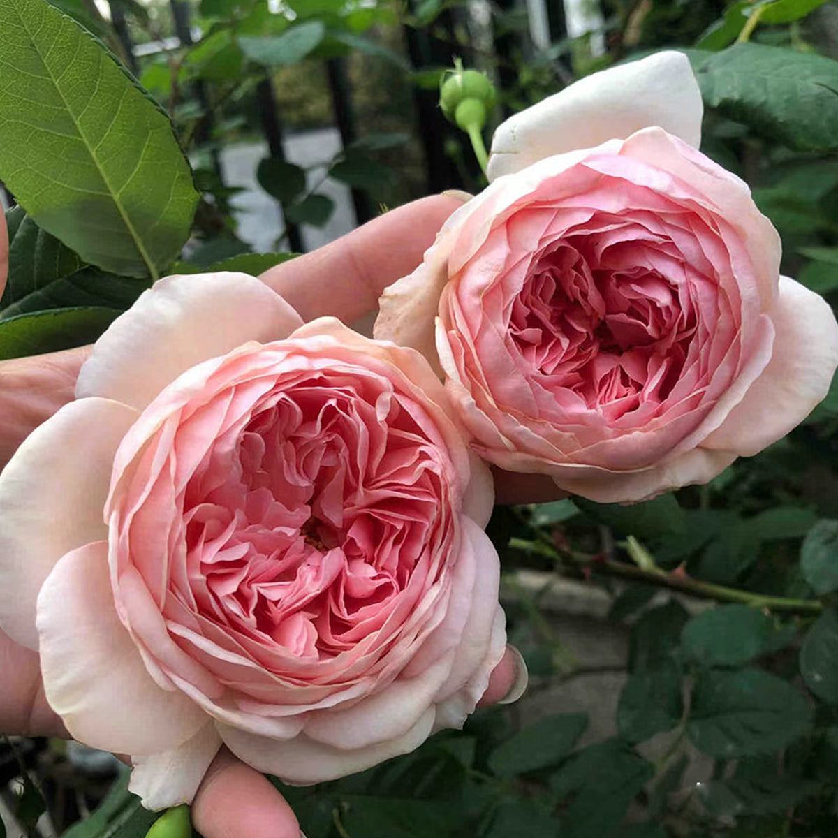 AUSwill English Garden Shrub Rose