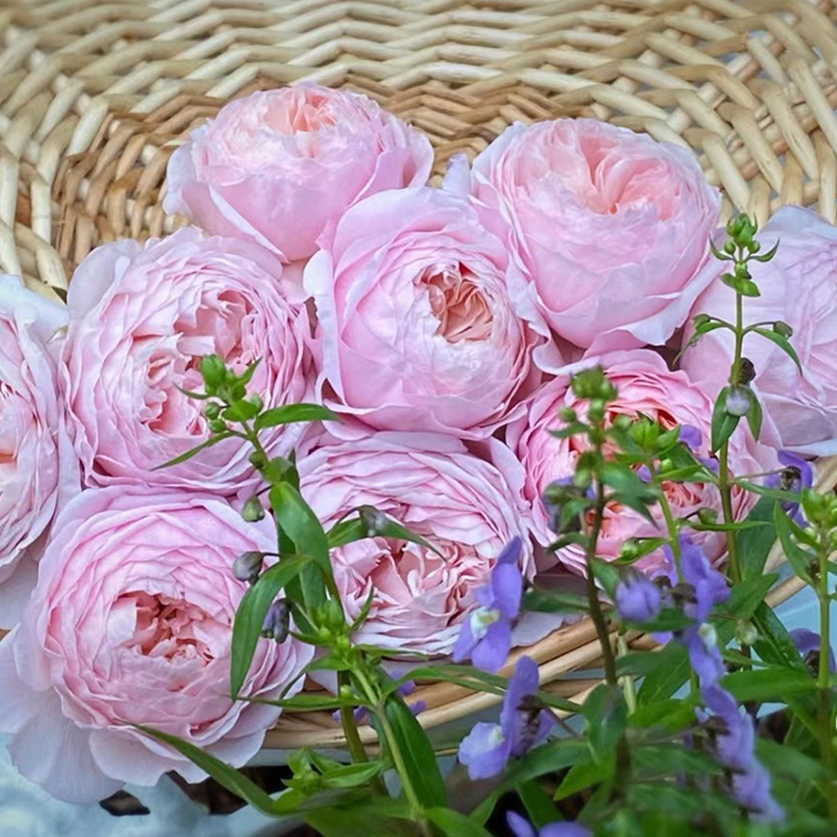 AUSwill English Garden Shrub Rose